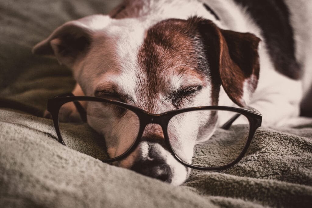 A sleepy dog lying on a soft blanket, wearing oversized black-framed glasses. The dog's eyes are closed, and the glasses rest across its nose, giving a humorous, cozy mood.