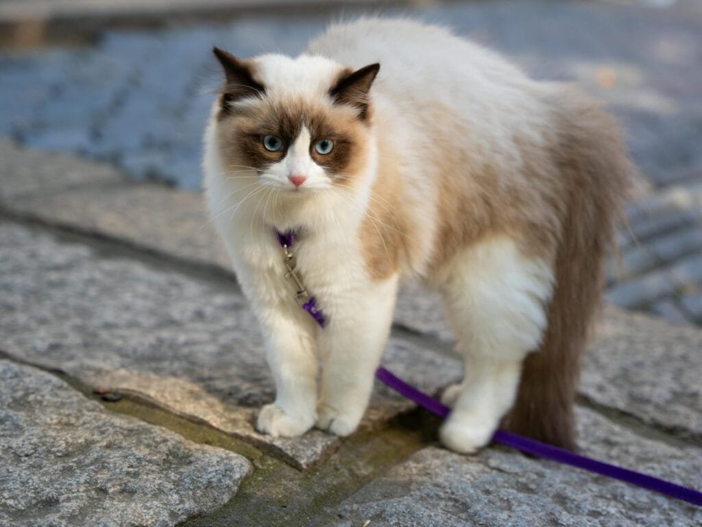 Is It Ever Too Late to Train a Cat? 1 A fluffy white and brown cat wearing a purple harness and leash, standing on a stone pavement during an outdoor walk.