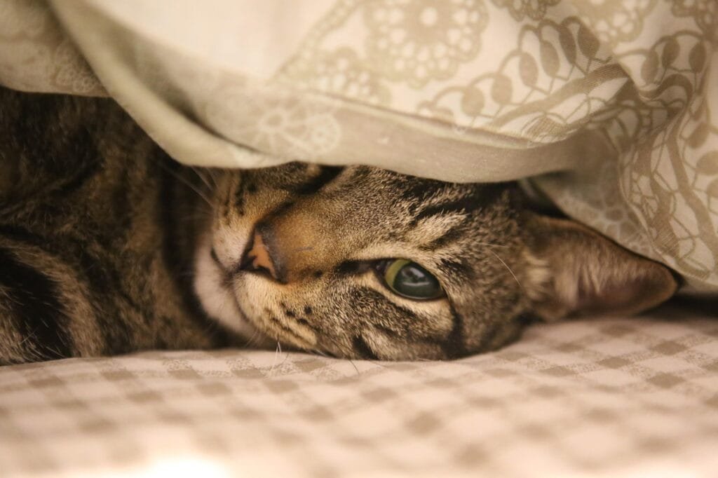 Cat’s first night at home — a relaxed tabby cat lying under a patterned blanket, with one eye visible and head resting on a checkered surface.