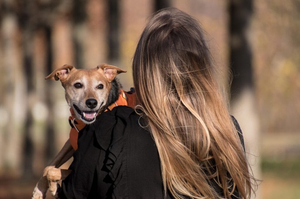 Smiling dog in orange harness held by owner in park.