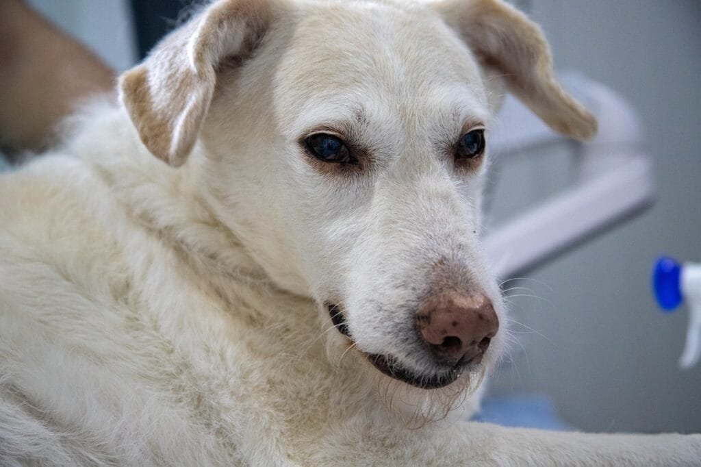 Light-colored dog resting calmly at the vet, showing subtle signs of silent pain that may go unnoticed without close observation