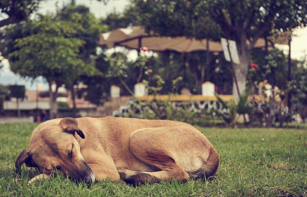 Brown dog sleeping curled up on grass near a gazebo in a quiet park.