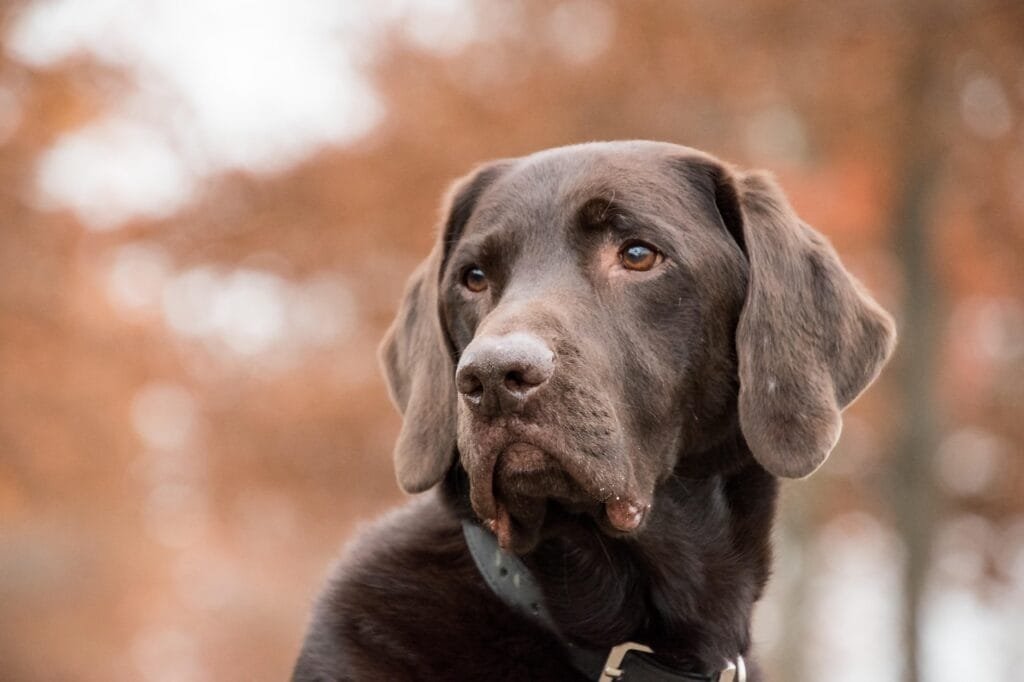 Chocolate Labrador Retriever wearing a black collar, looking alert in a warm autumn setting with orange and brown foliage.