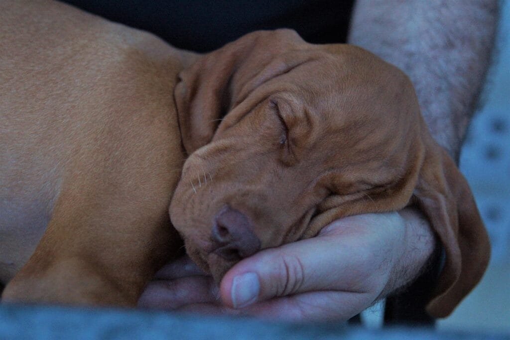 Do Dogs Dream Like Humans? 1 Sleeping brown puppy cradled gently in a person’s hand.