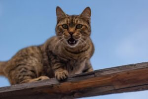 Bad Behavior in Cats is reflected in a brown tabby cat meowing while standing on a wooden railing.