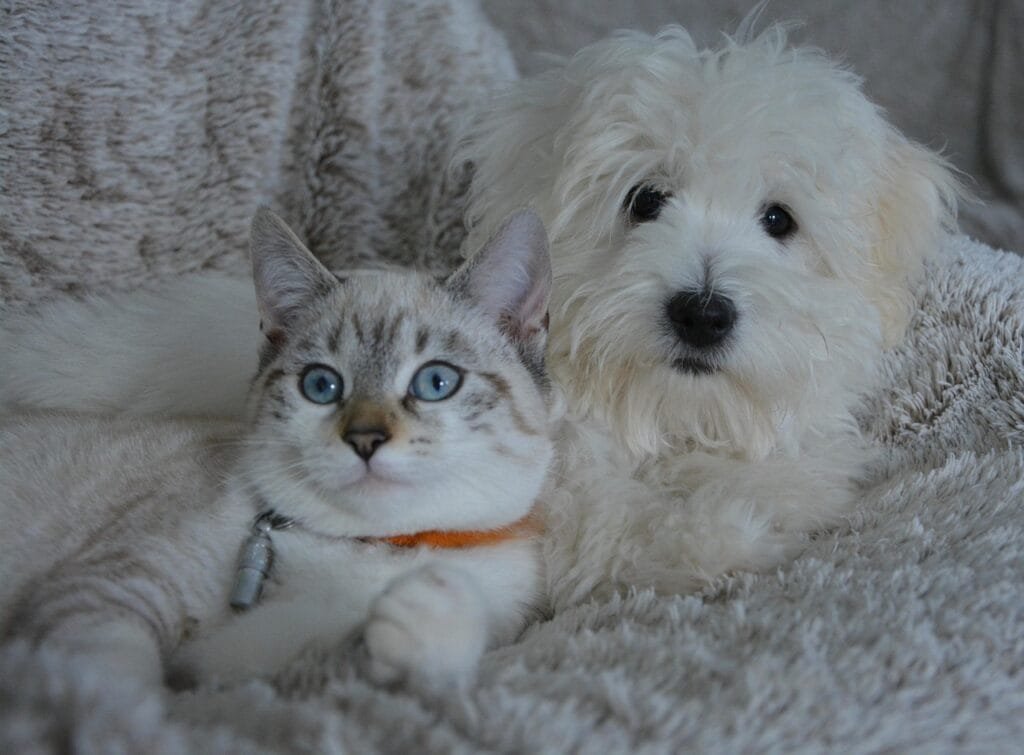 Illustration of happy pets alongside educational resources, representing Kelbis’ trusted Dog and Cat Care Articles for owners seeking tips, guides, and expert advice.