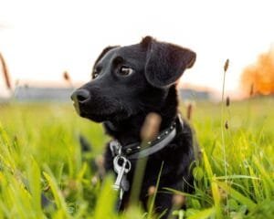 E-collar safely on dogs is represented by a calm black dog resting on green grass, highlighting responsible training practices and canine well-being.